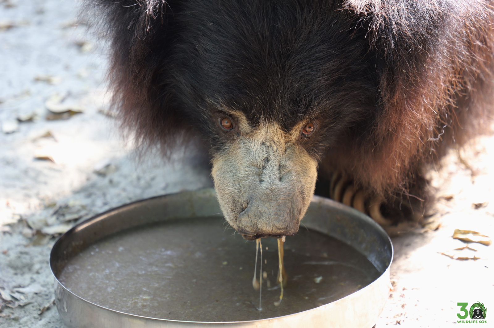 दलिया दिवस पर विशेष: जानिए बचाए गए भालुओं को स्वस्थ रखने का गुप्त नुस्खा*