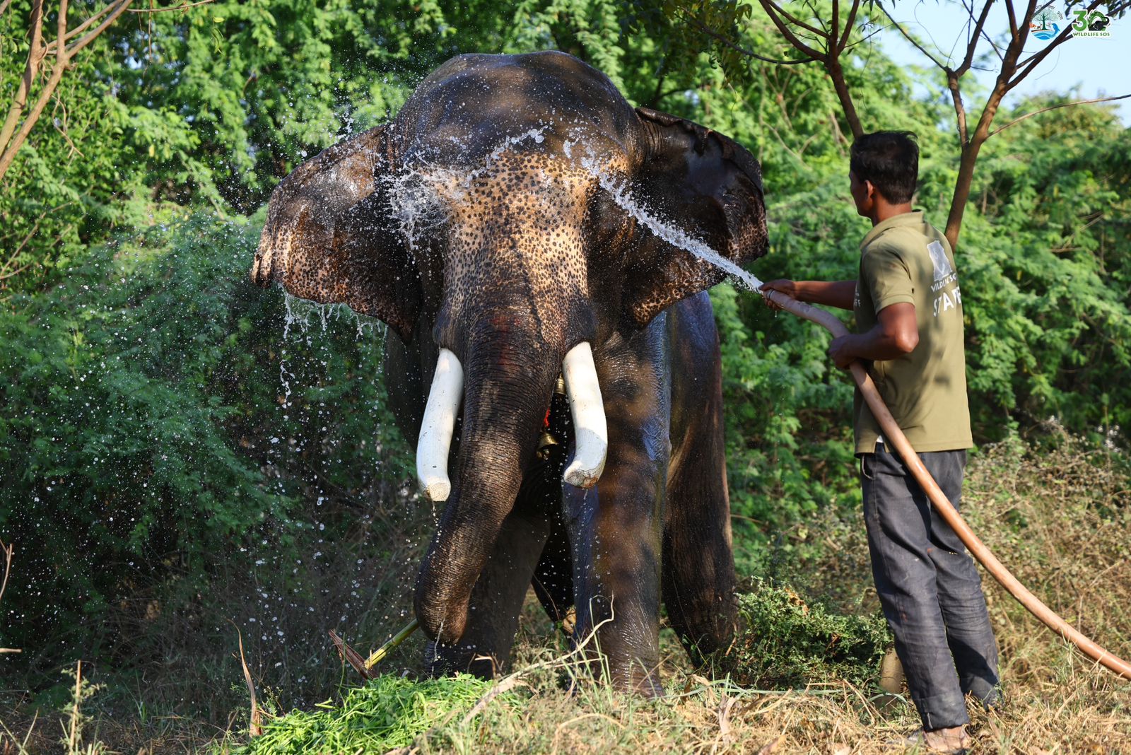 उत्तर प्रदेश वन विभाग और वाइल्डलाइफ एसओएस द्वारा संयुक्त अभियान में अपंग 'भीख मांगने वाले' हाथी को सुरक्षित बचाया