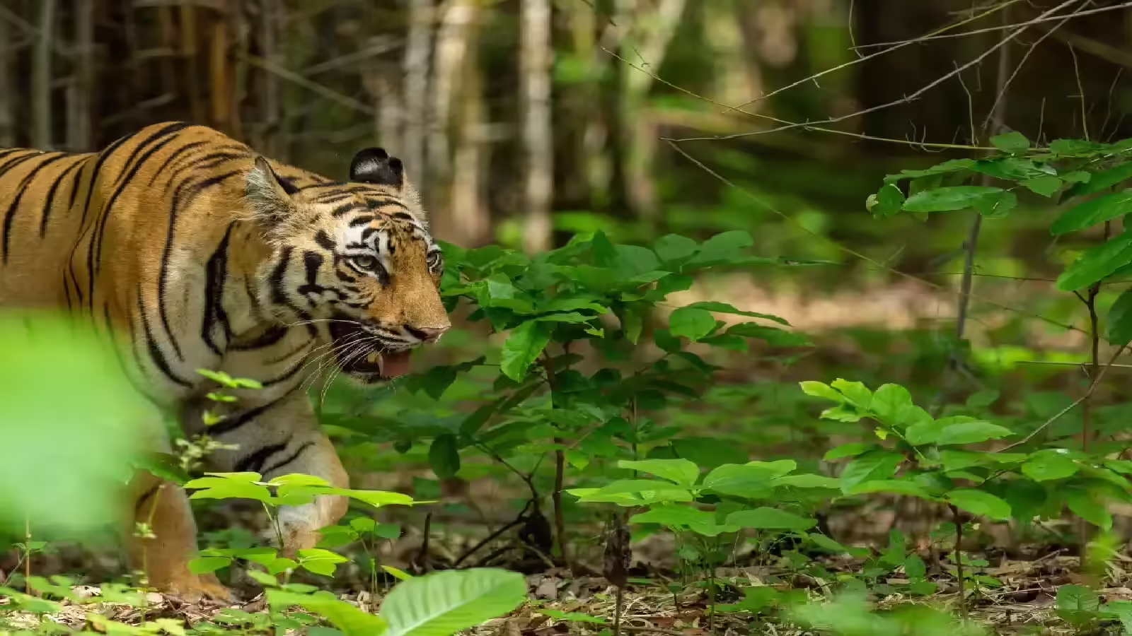 लखीमपुर खीरी के महेशपुर वन रेंज में किया जा रहा है पर्यटन सुविधाओं का विकास, मिलेगा ईको टूरिज्म को बढ़ावा